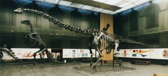 Dinosaur at the Senckenberg