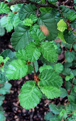Bl�tter von Nothofagus pumilio